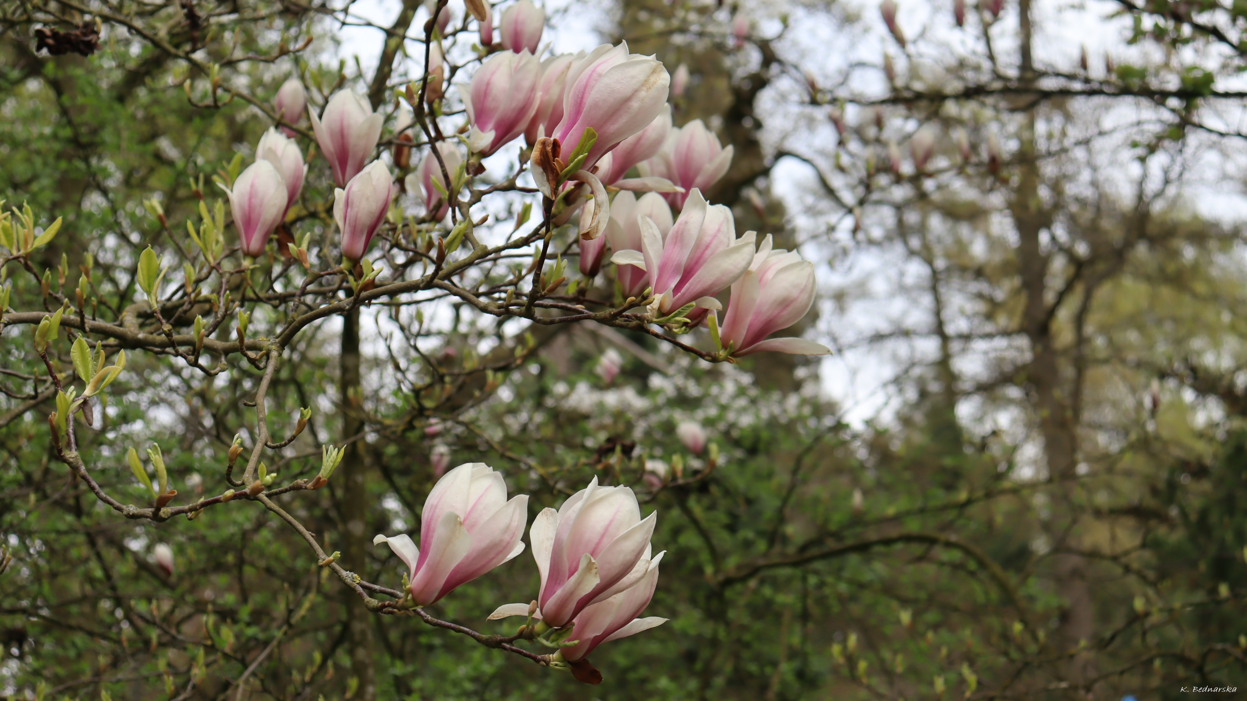 You are currently viewing Królowa wiosennych kwiatów – magnolia rozkwitła w przelewickim Ogrodzie Dendrologicznym